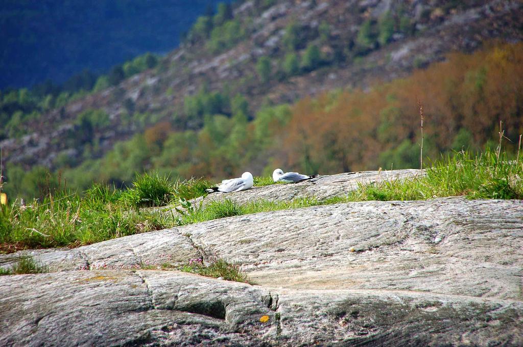 Gulen Dive Resort Dalsøyra Exterior foto